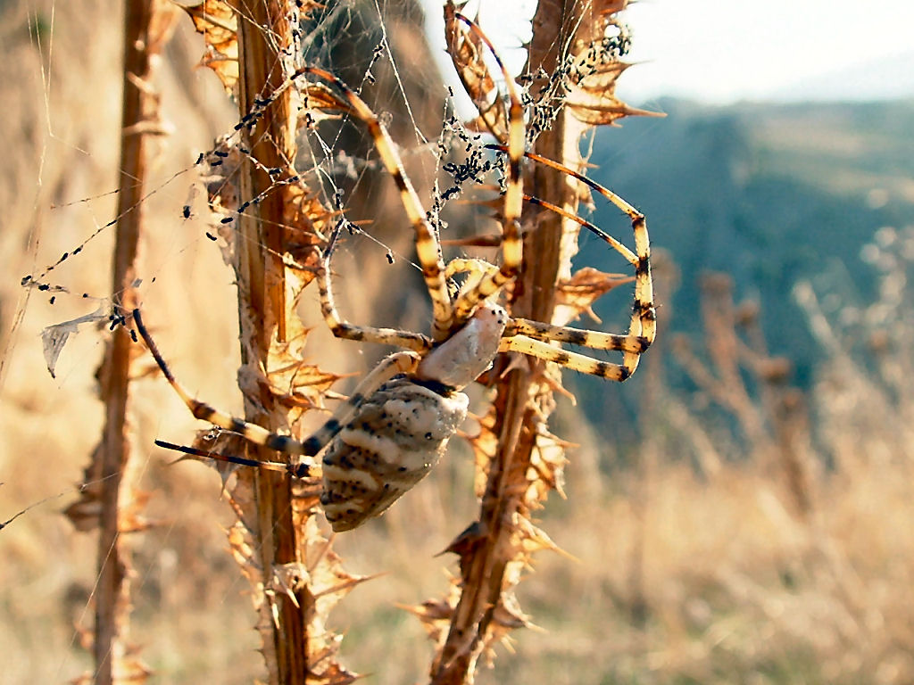 ... ammazza... quant'' grande... (Argiope lobata)